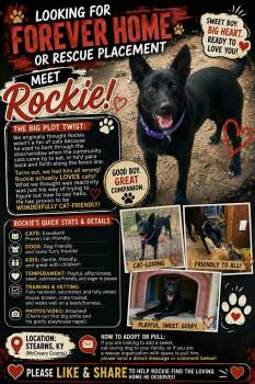Rockie -  Shepherd and Mountain Cur Dog for Adoption in Somerset, Kentucky - Rockie | PetCurious
