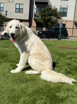 Great Pyrenees and Anatolian Shepherd Dogs Available for Adoption in Nashville, Tennessee - Roman | PetCurious