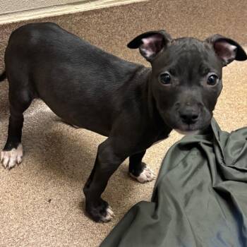 Boston Terrier and Mixed Breed Dogs Available for Adoption in Hinesville, Georgia - Maybelle | PetCurious