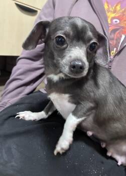 Chihuahua and Dachshund Dogs Available for Adoption in Lincoln University, Pennsylvania - Cheddar | PetCurious
