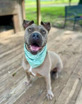 Scarett -  Shar Pei Dog for Adoption in Gulfport, Mississippi - Scarett | PetCurious