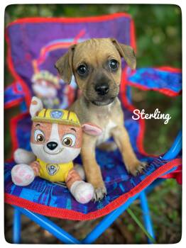Labrador Retriever Dogs Available for Adoption in Sebring, Florida - Sterling  | PetCurious