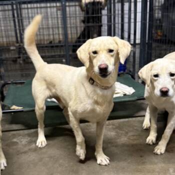 Rescue Yellow Labrador Retriever Dogs for Adoption in Columbia, South Carolina - Elm | PetCurious