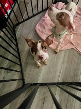 Pancake -  Mixed Breed Dog for Adoption in Cincinnati, Ohio - Pancake | PetCurious