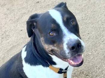 Rescue Mixed Breed Dogs for Adoption in Georgetown, Texas - Maximus | PetCurious