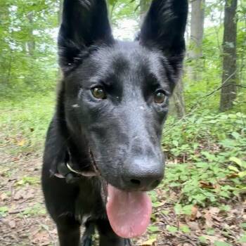 Blossom -  German Shepherd Dog Dog for Adoption in Chester Springs, Pennsylvania - Blossom | PetCurious