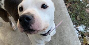 Rescue Bull Terrier Dogs for Adoption in Houston, Texas - Angel | PetCurious