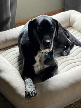 Rescue Black Labrador Retriever Dogs for Adoption in Whitewater, Wisconsin - Baxter | PetCurious