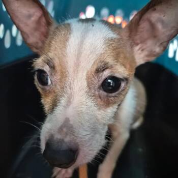 Spud -  Chihuahua Dog for Adoption in Wahiawa, Hawaii - Spud | PetCurious