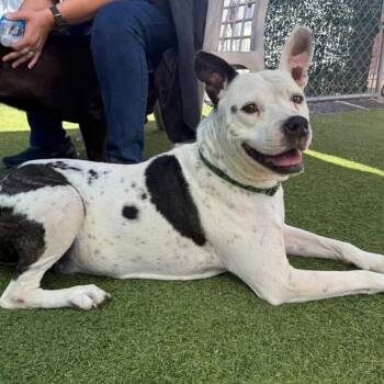 Topper -  Mixed Breed Dog for Adoption in San Diego, California - Topper | PetCurious