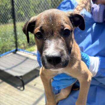 Brian -  Mixed Breed Dog for Adoption in Uniontown, Pennsylvania - Brian | PetCurious