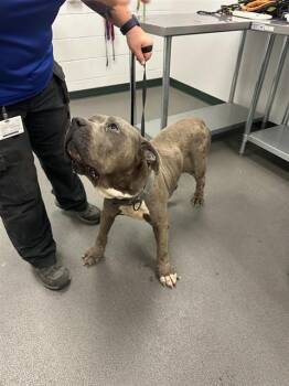 Mastiff Dogs Available for Adoption in Corpus Christi, Texas - FIONA | PetCurious