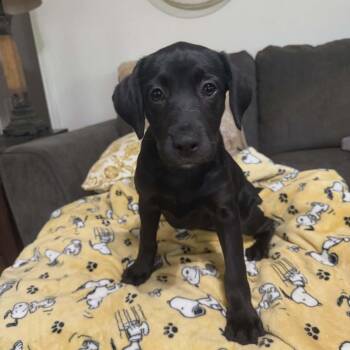 Mixed Breed Dogs Available for Adoption in Northwood, New Hampshire - Ramona | PetCurious