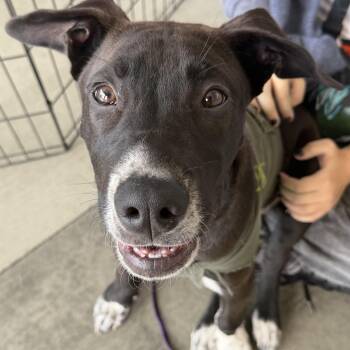 Shiloh -  Cattle Dog and American Staffordshire Terrier Dog for Adoption in Petaluma, California - Shiloh | PetCurious