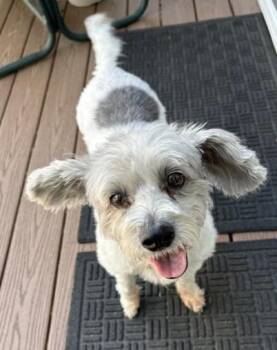 Chika -  Shih Tzu and Terrier Dog for Adoption in Pasco, Washington - Chika | PetCurious