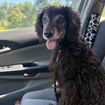Ceviche -  Spaniel and Mixed Breed Dog for Adoption in Fayetteville, Arkansas - Ceviche | PetCurious