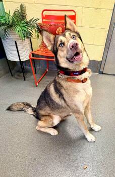 Echo -  Shepherd and Husky Dog for Adoption in Amherst, Virginia - Echo | PetCurious
