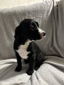 Nala -  Pit Bull Terrier and Labradoodle Dog for Adoption in West Peoria, Illinois - Nala | PetCurious
