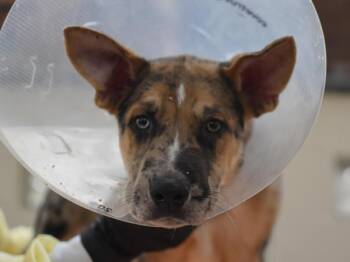 Vinegar -  Catahoula Leopard Dog and Shepherd Dog for Adoption in Portland, Oregon - Vinegar | PetCurious
