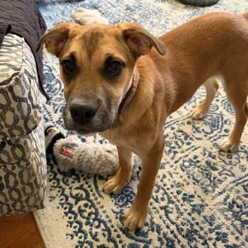 Mixed Breed Dogs Available for Adoption in Northwood, New Hampshire - Gwen | PetCurious