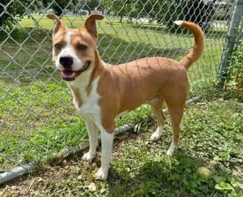 Delta -  Labrador Retriever and Shepherd Dog for Adoption in Elkhorn, Wisconsin - Delta | PetCurious