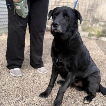 Black Labrador Retriever Dogs Available for Adoption in Madison, Wisconsin - Shadow | PetCurious