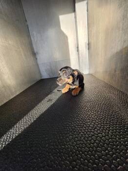 Chihuahua Dogs Available for Adoption - SILVER | PetCurious