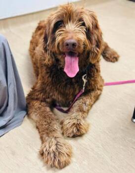 Rayna -  Mixed Breed Dog for Adoption in West Chester, Pennsylvania - Rayna | PetCurious