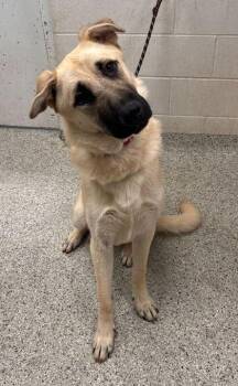 Alessio -  Anatolian Shepherd and Mixed Breed Dog for Adoption in Kansas City, Missouri - Alessio | PetCurious
