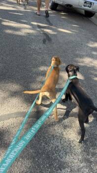 Topher -  Pit Bull Terrier and Mixed Breed Dog for Adoption in Fort Worth, Texas - Topher | PetCurious