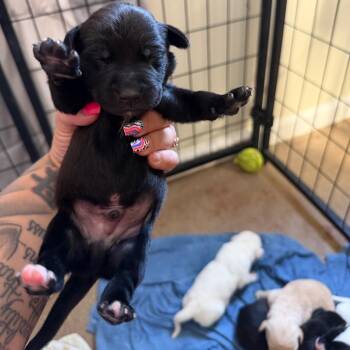 Truffle -  Black Labrador Retriever and Mixed Breed Dog for Adoption in Hohenwald, Tennessee - Truffle | PetCurious