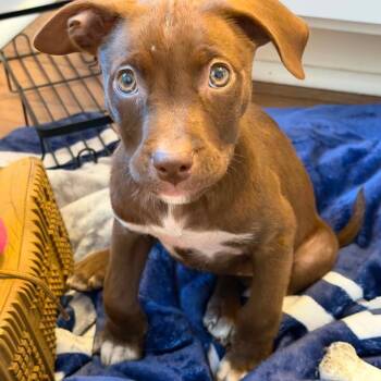 Sasha -  Pit Bull Terrier Dog for Adoption in Beulaville, North Carolina - Sasha | PetCurious
