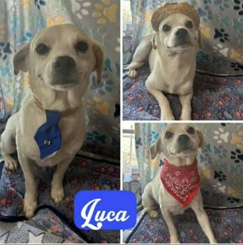 Lucio (Luca) -  Chihuahua Dog for Adoption in Minneapolis, Minnesota - Lucio (Luca) | PetCurious