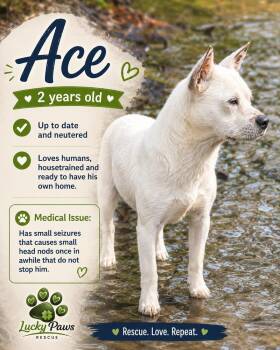 ACE -  Cattle Dog and Terrier Dog for Adoption in Oswego, South Carolina - ACE | PetCurious