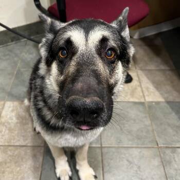 Howl -  Mixed Breed Dog for Adoption in Chattanooga, Tennessee - Howl | PetCurious