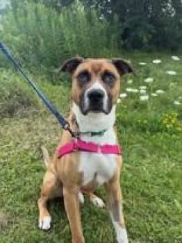 Chevy -  Shepherd Dog for Adoption in Whitby, Ontario - Chevy | PetCurious