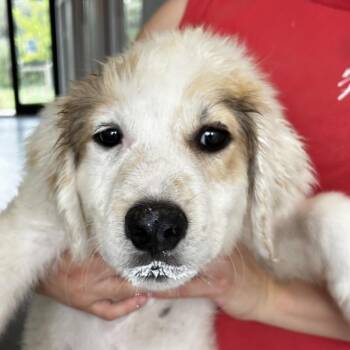 Mixed Breed Dogs Available for Adoption in Leander, Texas - Goose | PetCurious