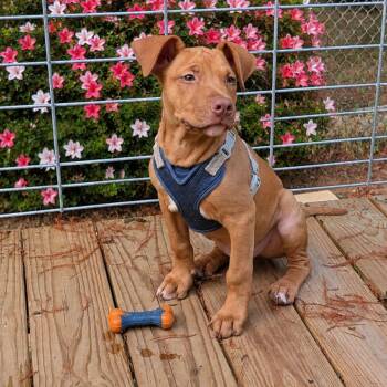 Rojo -  Pit Bull Terrier Dog for Adoption in Sheridan, Arkansas - Rojo | PetCurious