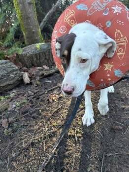 Fox Terrier and Mixed Breed Dogs Available for Adoption - Zion | PetCurious