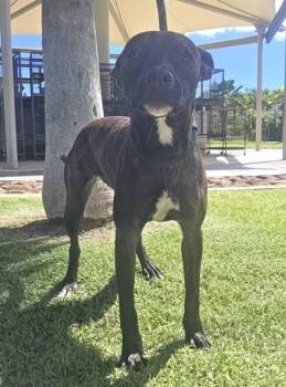 Wednesday -  Terrier and Mixed Breed Dog for Adoption in Honolulu, Hawaii - Wednesday | PetCurious