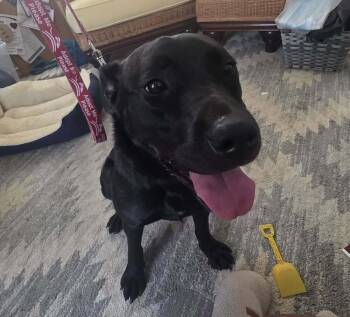 Rescue Mixed Breed Dogs for Adoption in Milton, Delaware - NeeNee Monet | PetCurious