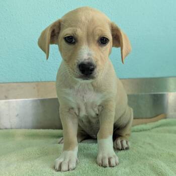 Nilla Wafer 2918 -  Labrador Retriever and Mixed Breed Dog for Adoption in Loxahatchee Groves, Florida - Nilla Wafer 2918 | PetCurious