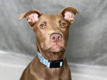 Rosalina -  Labrador Retriever and Pit Bull Terrier Dog for Adoption in Portland, Oregon - Rosalina | PetCurious