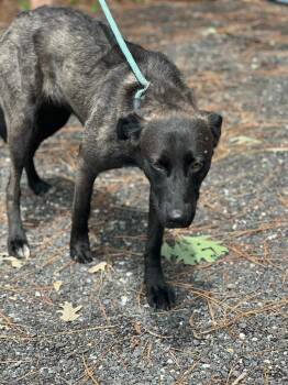 Shadow Dancer -  Shepherd and Labrador Retriever Dog for Adoption in Cambridge, Maryland - Shadow Dancer | PetCurious