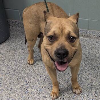 American Staffordshire Terrier Dogs Available for Adoption in Greenville, South Carolina - Big Dog | PetCurious