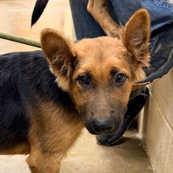 Hansel -  German Shepherd Dog and Mixed Breed Dog for Adoption in Palestine, Texas - Hansel | PetCurious