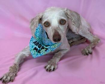 Dachshund and Poodle Dogs Available for Adoption in Columbus, Nebraska - Ari | PetCurious