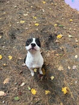 Rescue Mixed Breed Dogs for Adoption in Atlanta, Georgia - Dai Dai | PetCurious