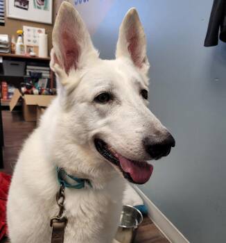 Ella -  German Shepherd Dog and Husky Dog for Adoption in Logan, Utah - Ella | PetCurious