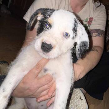 Rescue Mixed Breed Dogs for Adoption in Kenosha, Wisconsin - Pepper | PetCurious